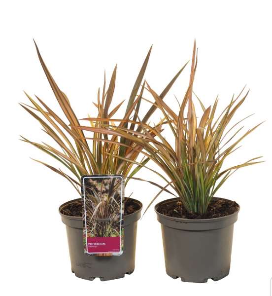 Picture of Phormium cookianum flamingo
