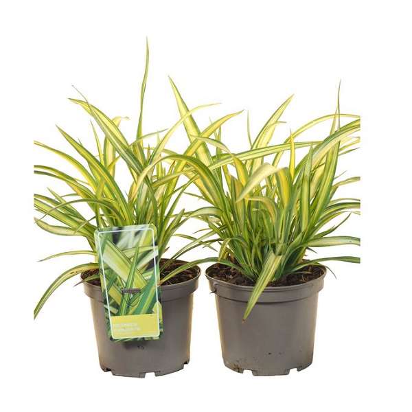 Picture of Phormium cookianum cream delight