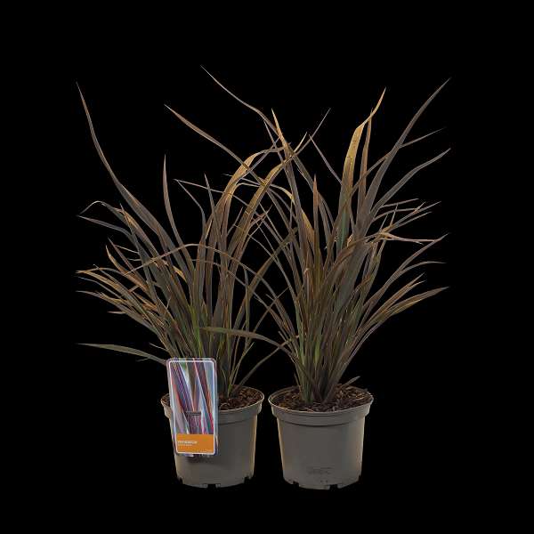 Picture of Phormium cookianum bronze baby