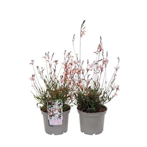 Picture of Gaura lindheimeri ciao ciao bianco