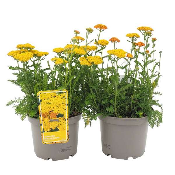 Picture of Achillea millefolium skysail yellow