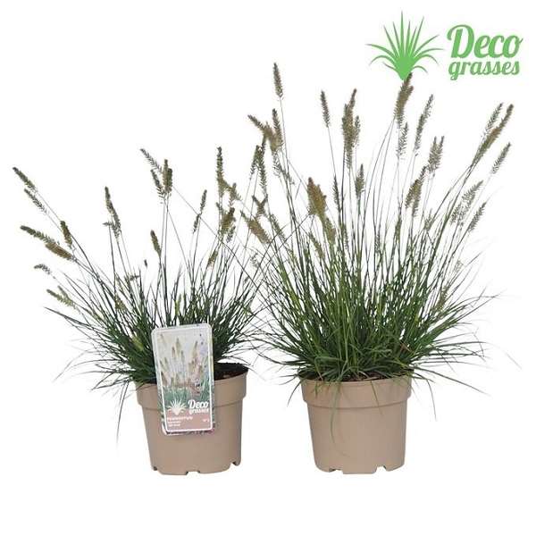 Picture of Pennisetum alopecuroides little bunny