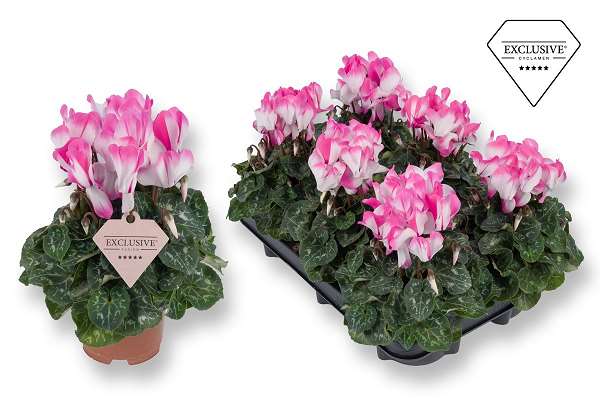 Picture of Cyclamen exclusive fusion pink