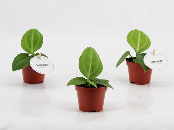 Picture of Anthurium villenaorum