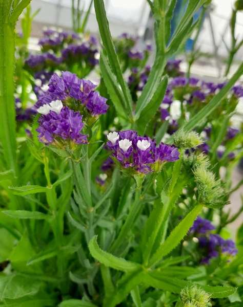 Picture of Limonium sinuatum blue