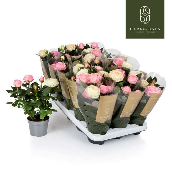 Picture of Rosa kordana double cream/pink