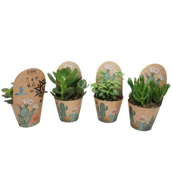 Picture of Crassula mix + cover
