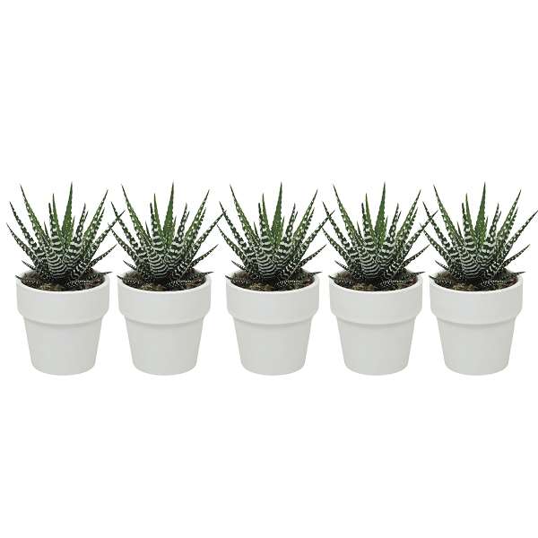 Picture of Haworthia big band in ceramic