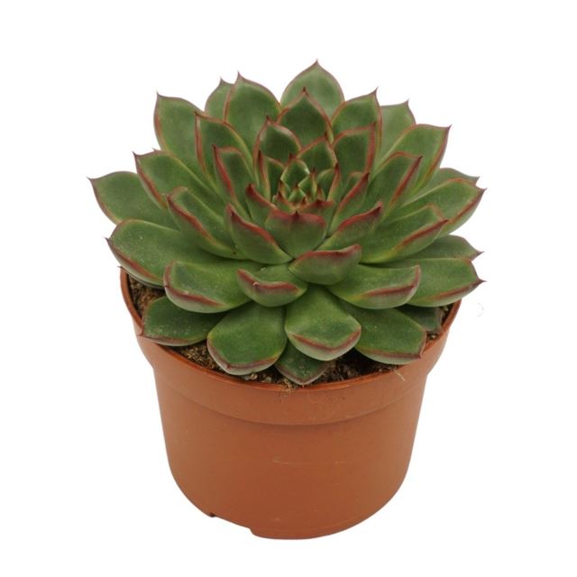 Picture of ECHEVERIA SKAT 