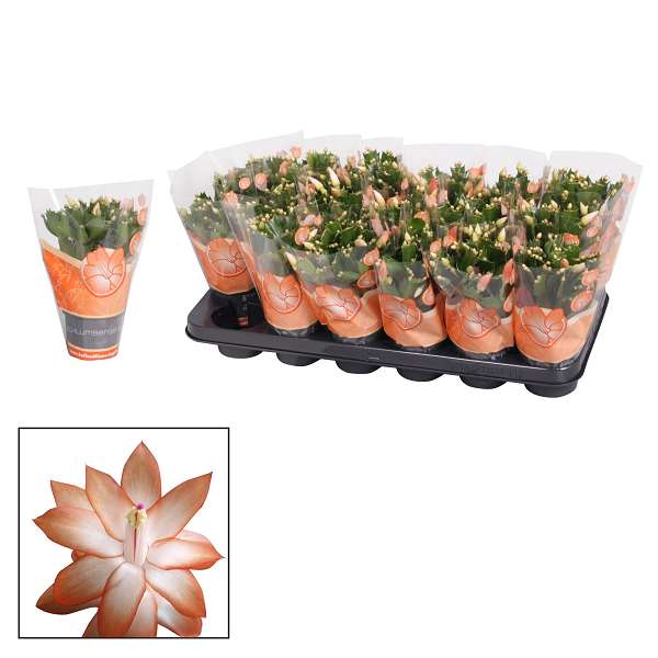 Picture of Schlumbergera - 9 cm - orange (christa)