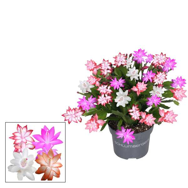 Picture of Schlumbergera quattrolore