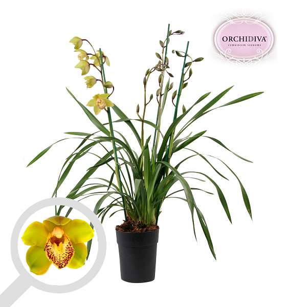 Picture of Cymbidium 03/04-stem