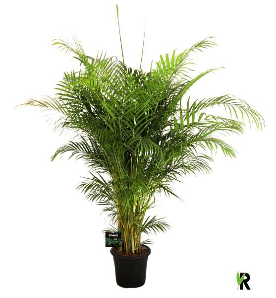 Picture of Cymbidium 04-stem mix