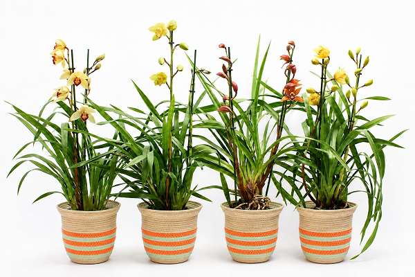 Picture of Cymbidium 02-stem mix in basket