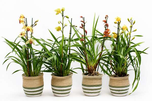 Picture of Cymbidium 02-stem mix in basket
