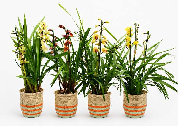 Picture of Cymbidium 03-stem mix in basket