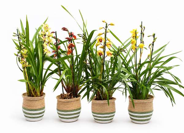 Picture of Cymbidium 03-tak mix in basket