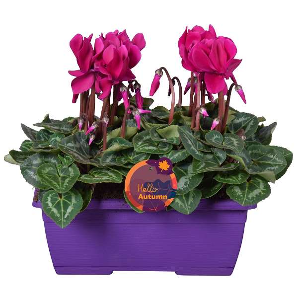 Picture of Cyclamen purple in purple windowbox