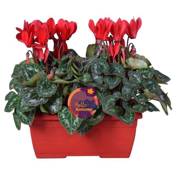 Picture of Cyclamen red in red windowbox