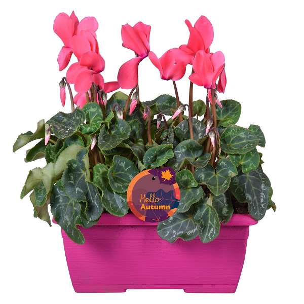 Picture of Cyclamen pink in colourcoded windowbox