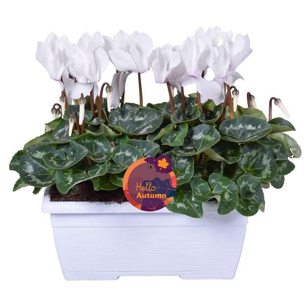 Picture of Cyclamen white in white windowbox