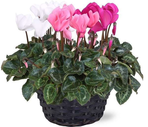 Picture of Cyclamen carnaval in basket
