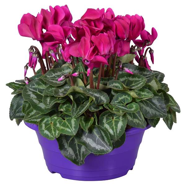 Picture of Cyclamen purple in purple bowl