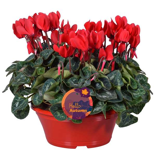 Picture of Cyclamen red in red bowl