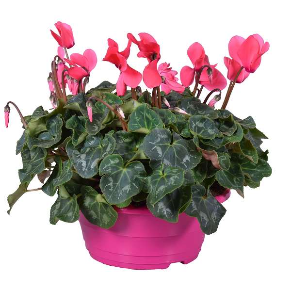 Picture of Cyclamen pink in colourcoded bowl