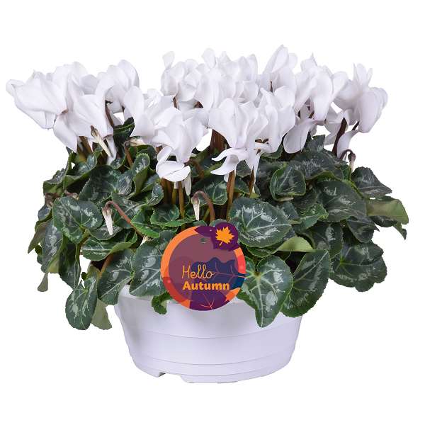 Picture of Cyclamen ton sur ton in witte schaal (3pp)