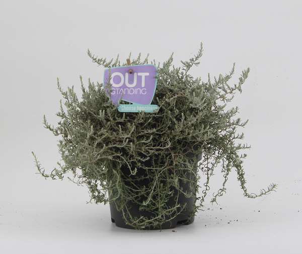 Picture of Helichrysum helifresco