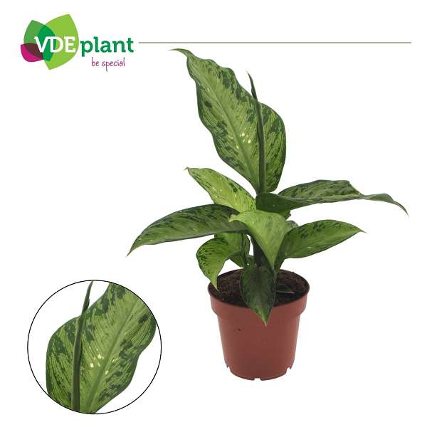 Picture of Dieffenbachia memoria corsii