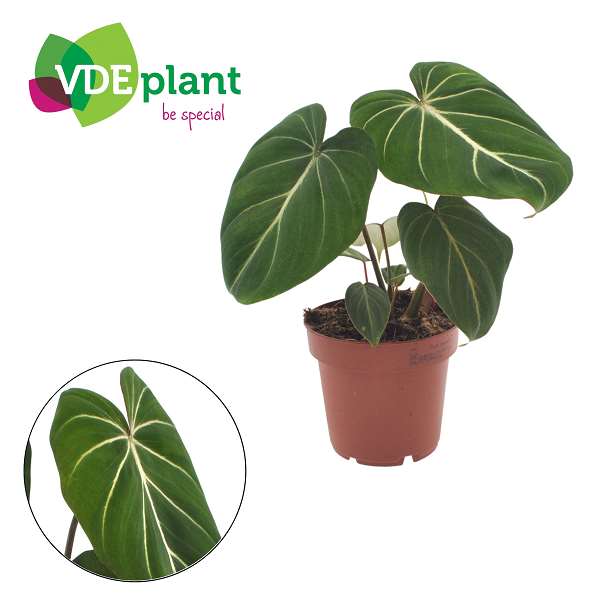 Picture of Philodendron gloriosum