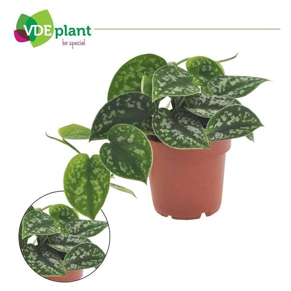 Picture of Scindapsus pictus