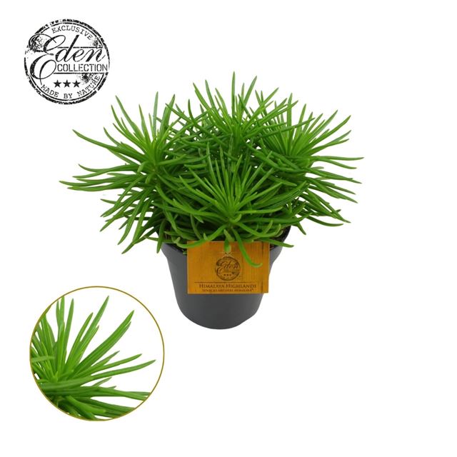 Picture of SENECIO ARCHERI HIMALAYA