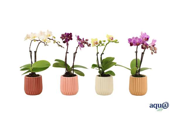 Picture of Phalaenopsis 02-stem tiny dolls mix in ceramic