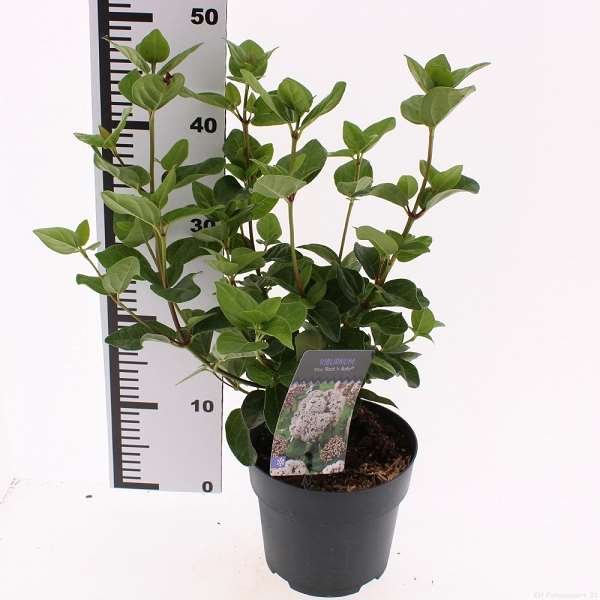 Picture of Viburnum tinus rock n rolla