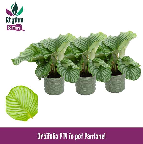 Picture of Calathea orbifolia in ceramic