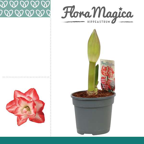 Picture of Hippeastrum 02-fl blossom peacock