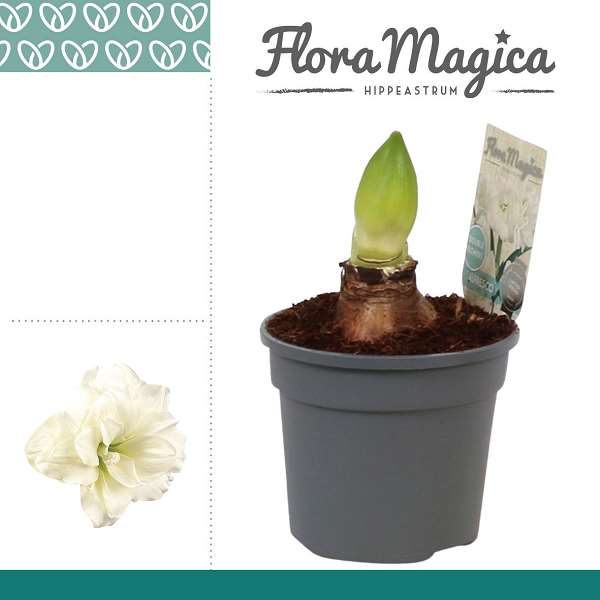Picture of Hippeastrum 02-fl alfresco