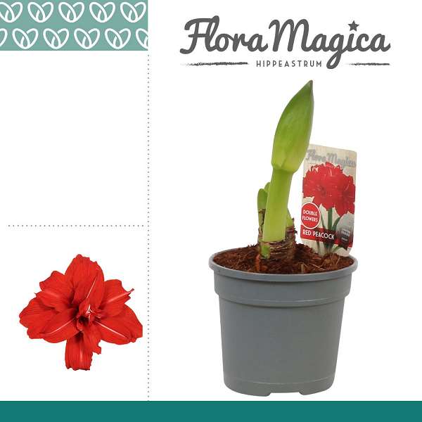Picture of Hippeastrum 02-fl red peacock
