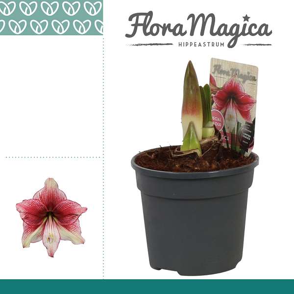 Picture of Hippeastrum 02-fl tosca