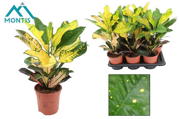 Picture of Codiaeum variegatum wilma