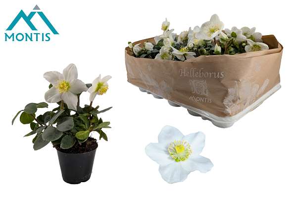 Picture of Helleborus niger christmas carol