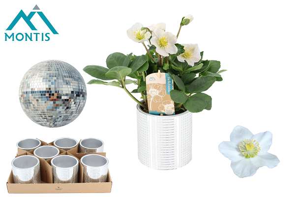 Picture of Helleborus niger christmas carol in ceramic