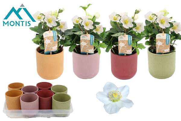 Picture of Helleborus niger christmas carol in ceramic