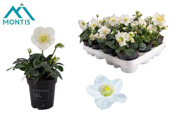 Picture of Helleborus niger christmas carol