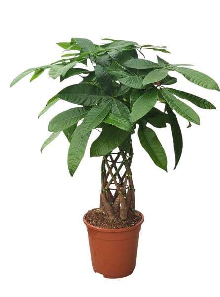 Picture of Pachira aquatica braided stem
