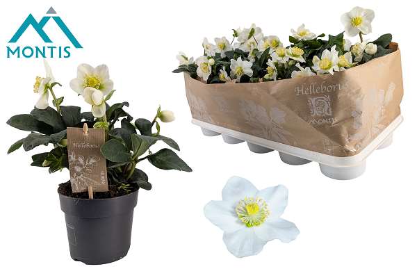 Picture of Helleborus niger christmas carol