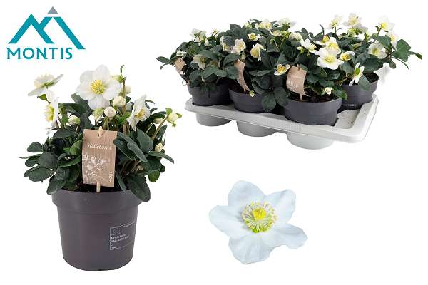 Picture of Helleborus niger christmas carol